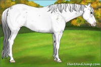 Horse Color:Grullo Ice Sabino 