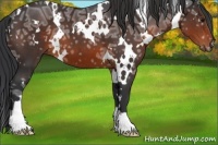 Horse Color:White Spotted Brown Ice 