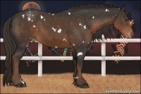 Horse Color:White Spotted Liver Chestnut Varnish 