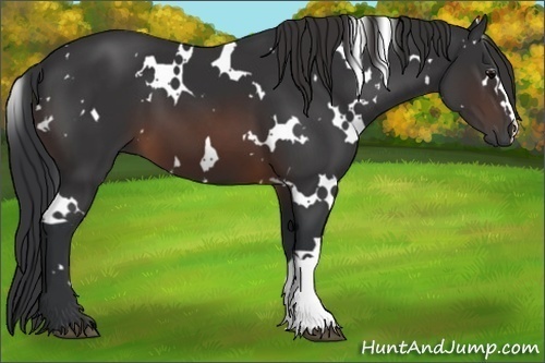 Horse Color:White Spotted Brown