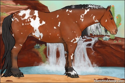 Horse Color:White Spotted Bay Appaloosa 