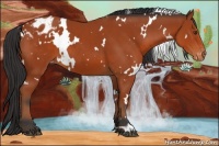 Horse Color:White Spotted Bay Appaloosa 