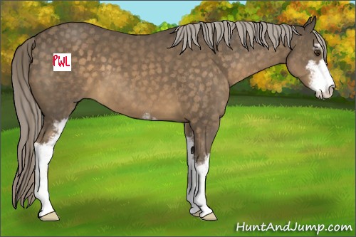 Horse Color:Chocolate Palomino Sabino 