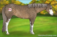 Horse Color:Chocolate Palomino Sabino 