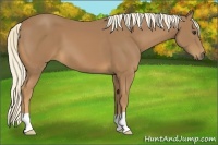 Horse Color:Palomino