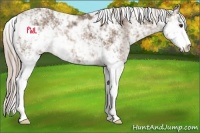 Horse Color:Chocolate Palomino Sabino Rabicano