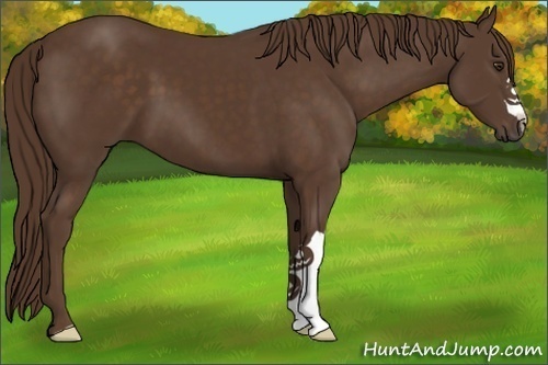 Horse Color:Liver Chestnut