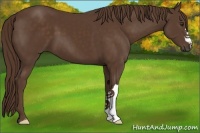 Horse Color:Liver Chestnut 