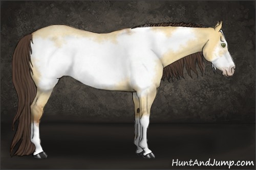 Horse Color:Amber Champagne Roan Dun Frame Rabicano 