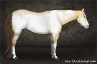 Horse Color:Amber Champagne Roan Dun Frame Rabicano 