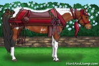 Horse Color:Bay Tobiano Appaloosa 