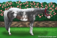 Horse Color:White Spotted Brown Rabicano