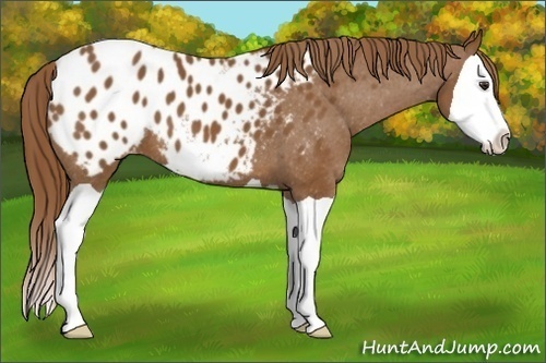 Horse Color:Chestnut Splash Appaloosa 