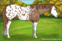Horse Color:Chestnut Splash Appaloosa