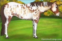 Horse Color:Bay Onyx Tobiano Appaloosa Rabicano