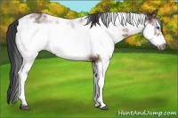 Horse Color:Brown Sabino Frame Rabicano