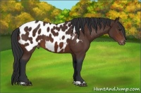 Horse Color:Brown Near Leopard 