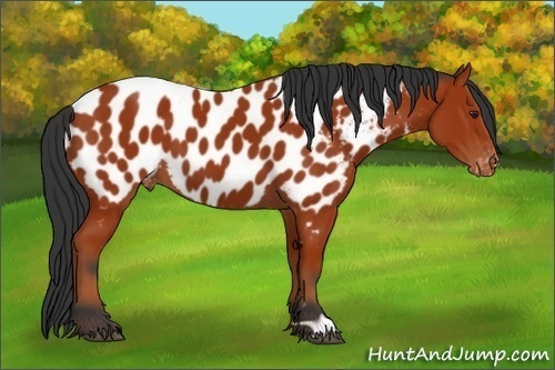 Horse Color:Bay Appaloosa