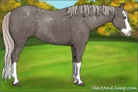 Horse Color:Silver Black Splash