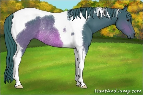 Horse Color:Watercolor Brown Tobiano Rabicano