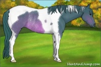 Horse Color:Watercolor Brown Tobiano Rabicano 