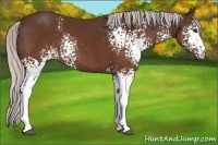Horse Color:White Spotted Silver Brown Rabicano 