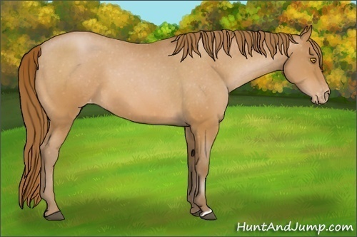 Horse Color:Bay Pearl Appaloosa 