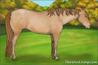 Horse Color:Bay Pearl Appaloosa