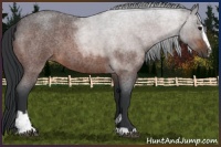 Horse Color:Brown Roan Sabino