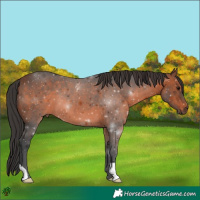 Horse Color:Brown 