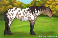 Horse Color:Bay Dun Appaloosa 