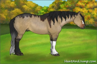Horse Color:Gray Brown Dun 