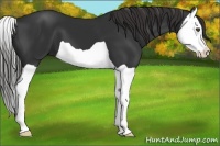 Horse Color:Liver Chestnut Splash 