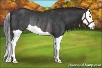 Horse Color:Brown Splash Rabicano
