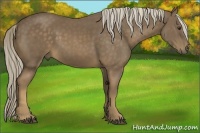 Horse Color:Chocolate Palomino 