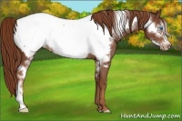 Horse Color:Chestnut Frame Appaloosa Rabicano