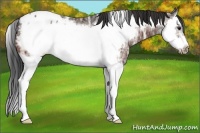 Horse Color:Brown Ice Splash Frame Appaloosa 