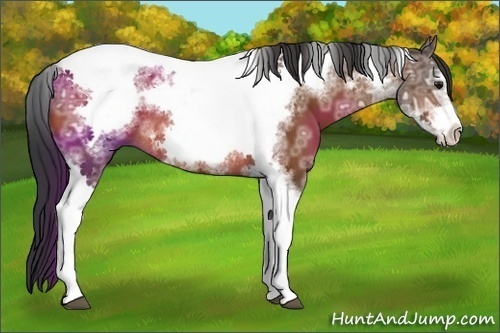 Horse Color:Bay Ice Tobiano Frame Rabicano 