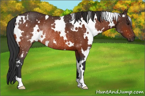 Horse Color:White Spotted Bay Rabicano 