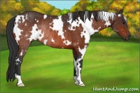 Horse Color:White Spotted Bay Rabicano