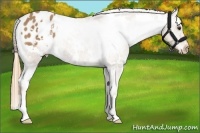 Horse Color:White Spotted Chestnut Appaloosa 