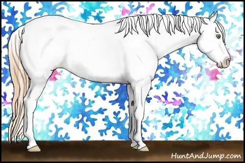 Horse Color:Gold Champagne Dun Appaloosa 