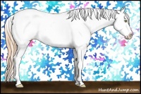 Horse Color:Gold Champagne Dun Appaloosa