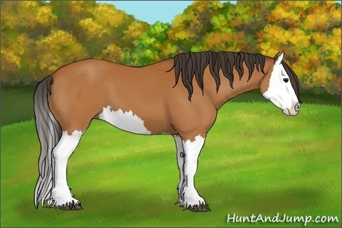 Horse Color:Bay Splash 