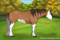Horse Color:Bay Splash 
