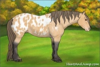 Horse Color:Buckskin Roan Appaloosa 