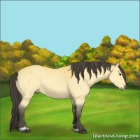 Horse Color:Buckskin Sabino 