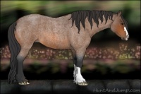 Horse Color:Bay Roan 