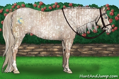 Horse Color:White Spotted Palomino Pearl  and White Spotted Red Roan 