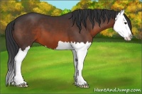 Horse Color:Brown Splash